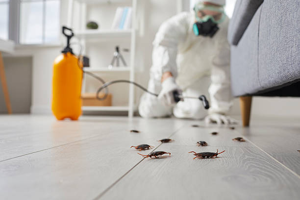 Post-Treatment Bed Bug Interceptor Monitoring in Cave Junction